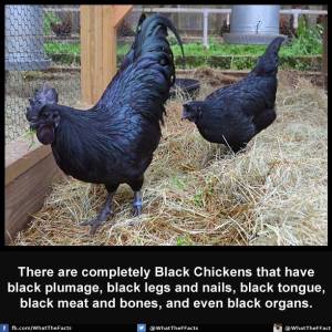 blaack cocks