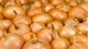 Barlotto onions